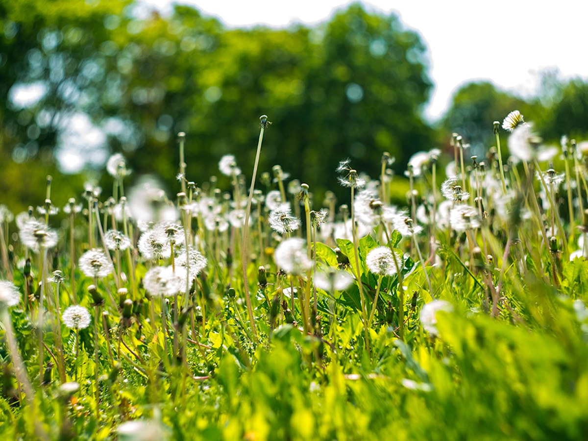 Weed & Moss Control